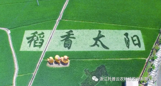 浙江臨安：竹林變稻田，農(nóng)戶喜開顏