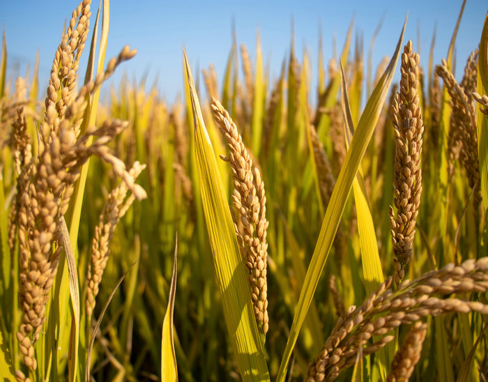 農(nóng)產(chǎn)品單品種全產(chǎn)業(yè)鏈大數(shù)據(jù)平臺建設(shè)方案